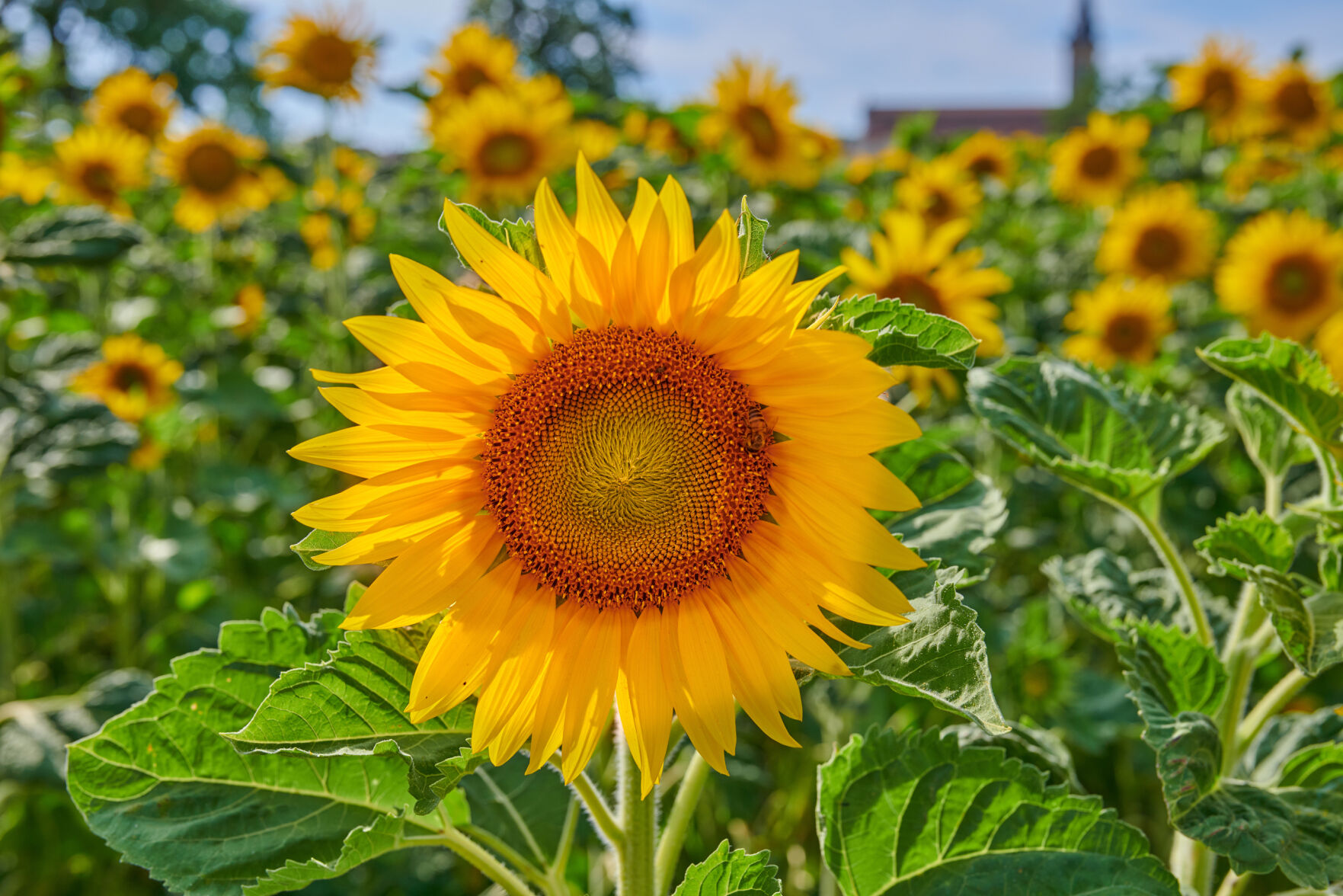 Master Gardeners of Napa County: Here come the sunflowers